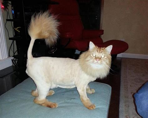 A cute animal day 3.5. 12 Shaved Cats That Are Now Lions (Mostly) | The Poke