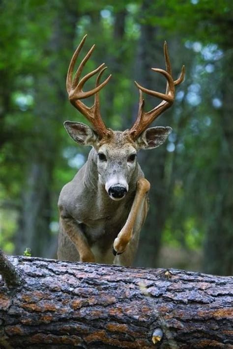 A Deer With Large Antlers Standing On Top Of A Log