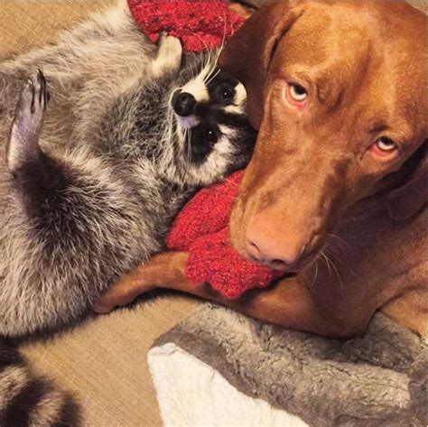 20 Unusual Animal Friendships That Are Simply Awesome Page 10