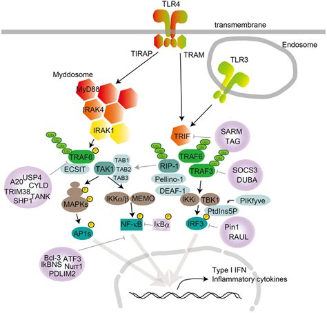 Frontiers Toll Like Receptor Signaling Pathways Immunology