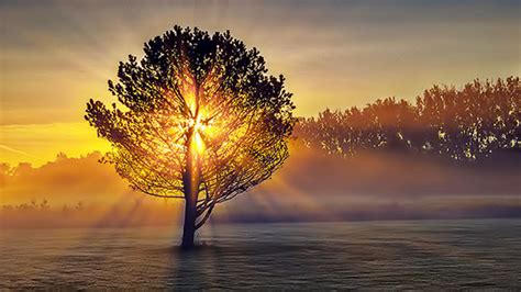 Lone Tree In Misty Sunrise 20140825 Photo Gordon W