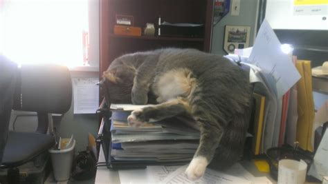 Office Cat Increesun Yur Efishunsees Cats Office Cat Funny Cat Memes