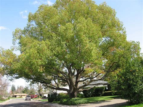 Camphor Tree And Your Yard Best Trees To Plant