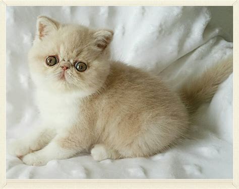 2 black little kittens with ginger spots and stripes only 2 months & a few weeks old, born 23/11/2020 ready for sale. Available Exotic Shorthair kittens, Exotics for sale ...