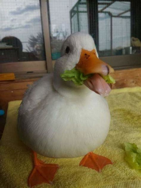 45 Adorable Ducks In Their Happiest And Blessed Moments Cute Baby