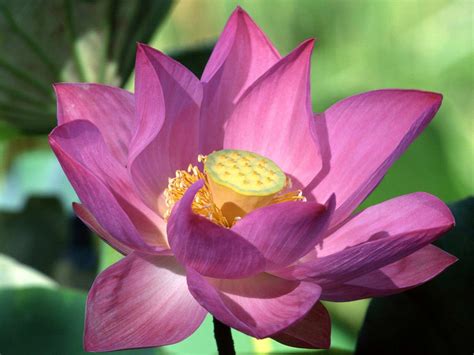 Purple Lotus Flower Flower Hd Wallpapers Images