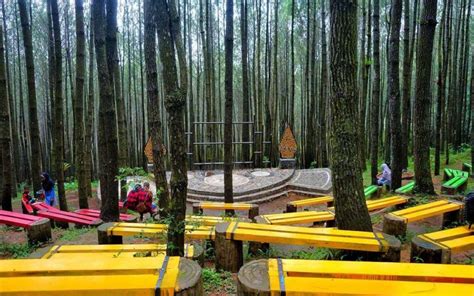 Hutan Pinus Kayon Di Puncak Salatiga Wisata Semarang