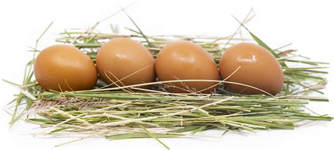 Brown Chicken Eggs Information Recipes And Facts