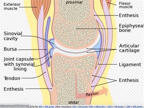 Synovial Joints Physiopedia