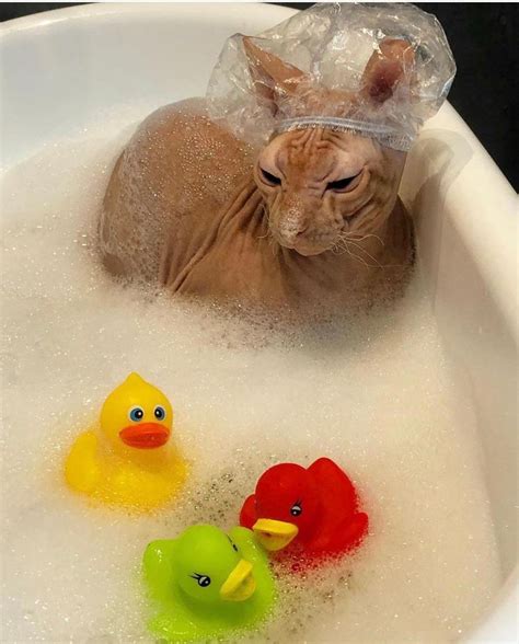 A Cat Sitting In A Bathtub With Rubber Ducks