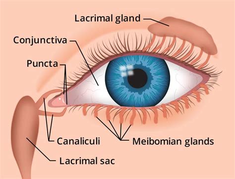 Secreción Ocular Causas Tipos Tratamiento