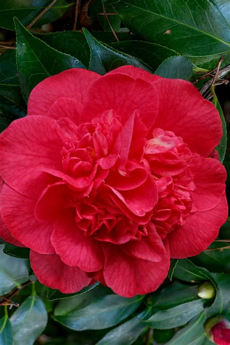Buy Red Fellow Camellia Plant For Sale Free Shipping 3 Gallon Size