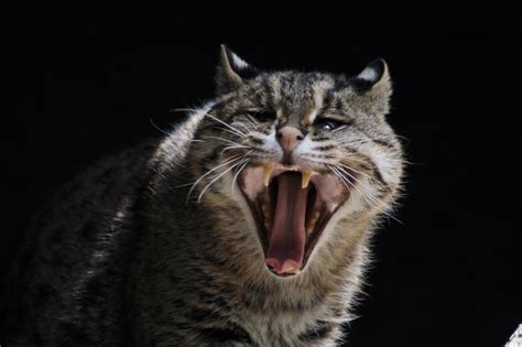 Ferocious Feline Nothe Fisher Cats Yawn By I Heart Photos On