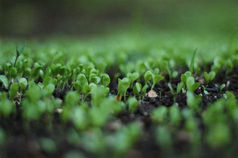 How To Grow Broccoli Sprouts The Complete Guide Harpers Nurseries