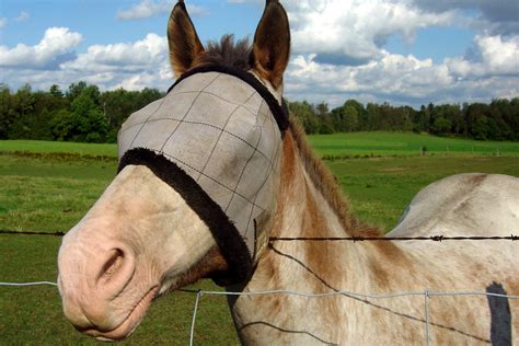 Equine Recurrent Uveitis In Horses Symptoms Causes Diagnosis