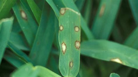 Gray Leaf Spot Nc State Extension