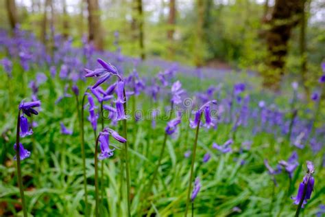 Wild Bluebells In British Woodland Stock Photo Image Of Countryside