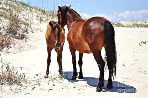 North Carolina Wild Horses Photograph By Michael Baltzgar Fine Art