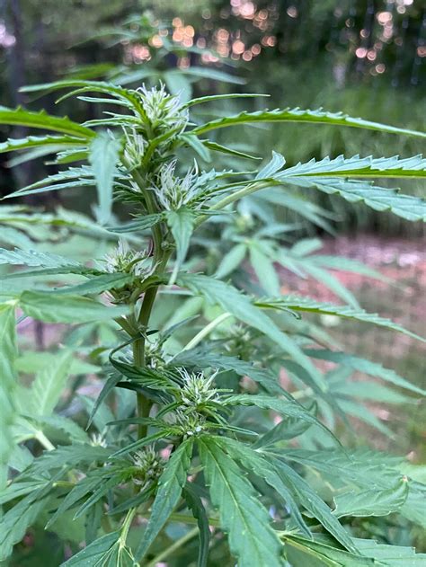 How To Grow Cannabis 4 Flowering Stage Thunderbird Disco Homestead
