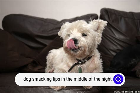 Why Do Dogs Lick Their Lips When You Talk To Them