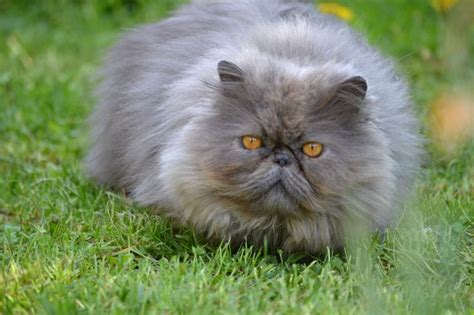 Check spelling or type a new query. Diodio is a wonderful orange-eyed Persian cat. (avec images)