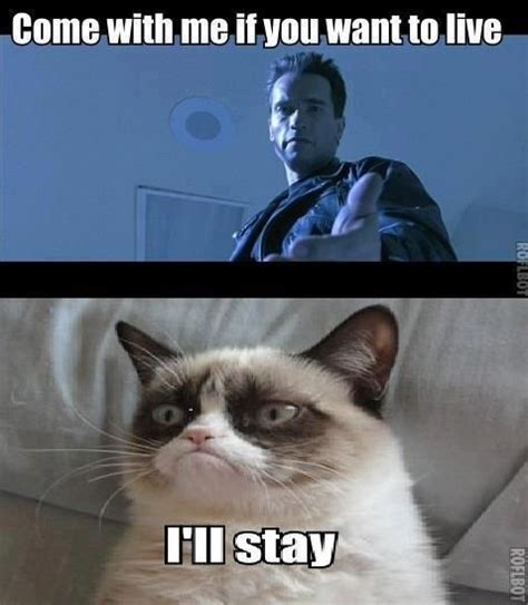 Hasta La Vista Baby Funny Grumpy Cat Memes Grumpy Cat Humor Funny