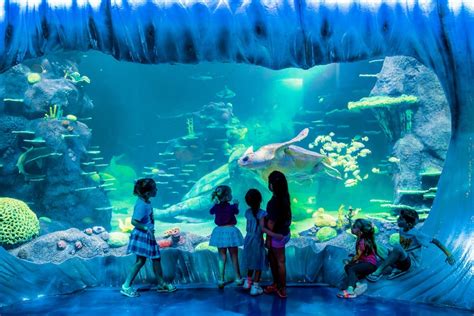 Pass Pour Les Attractions De Sydney Incluant Laquarium Sea Life De Sydney