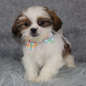 Appearance and needs of the shih tzu height and weight: Shih Tzu Puppies For Sale in PA | Shih Tzu Puppy Adoptions