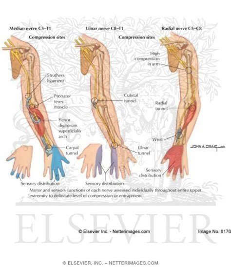 Common Sites Of Upper Extremity Nerve Entrapment Ulnar Nerve