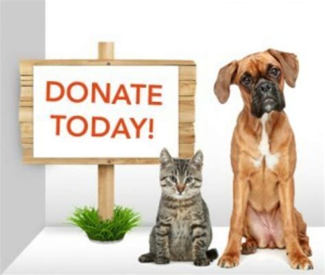 13 How To Donate A Dog To Animal Shelter Ideas Alexander James Freeman