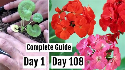 How To Plant Grow And Care For Geranium Plants In Pots The Complete