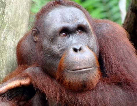 Fileportrait Of An Orangutan 2012 Wikipedia