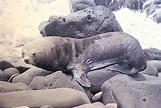 Lobo-marinho-de-guadalupe: Características, Habitat e Fotos | Mundo ...