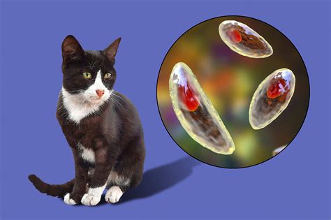 Toxoplasma Gondii Parasites And Cat Bild Kaufen 13620810 Science