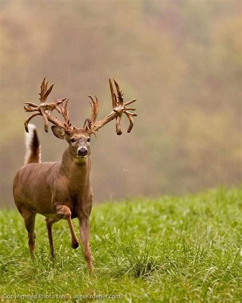 Very Non Typical Whitetail Deer Pictures Deer Pictures Big Deer