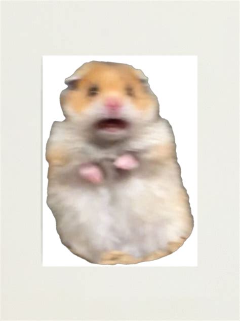 Scared Hamster Meme Photographic Print For Sale By Ellievivien