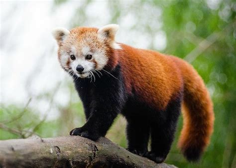 Sikkim Explore The Land Of The Glorious Red Panda Red
