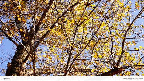 Tree With Rustling Leaves In The Autumn Sun With Wind Rotation Sound