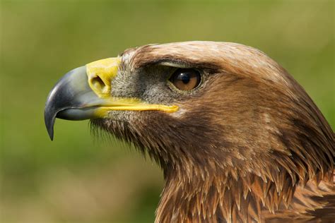 Close Up Of Golden Eagle Head With Catchlight Nick Dale Private Tutor