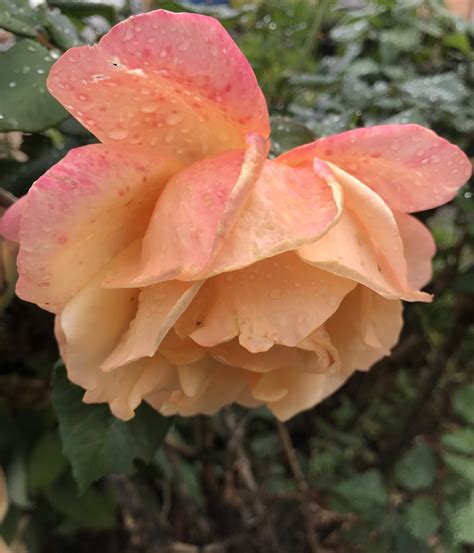 Rose In Mums Garden Susan Pride Flickr
