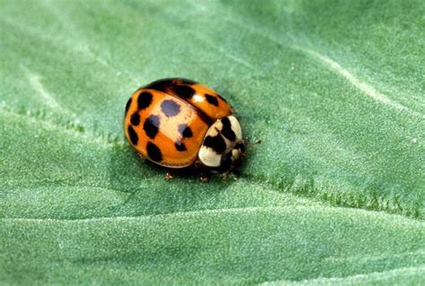 Experts Warn Watch Out For These Dangerous Ladybug Lookalikes David
