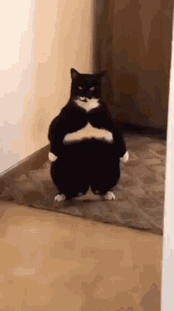 Cat Standing Gif Cat Standing Fat Discover Share Gifs