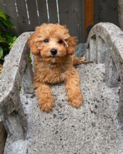 Find a goldendoodle puppy from reputable breeders near you and nationwide. Best 5 Goldendoodle Breeders in Illinois (2020) We Love ...