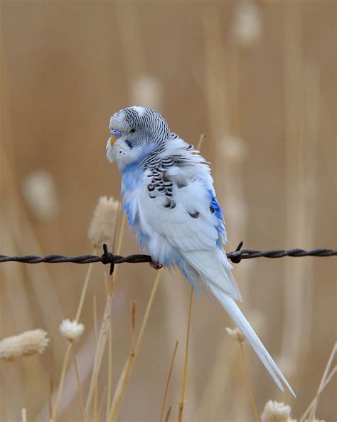 Budgerigar Fluffy Blue Budgies Parrot Budgie Parakeet Parakeets
