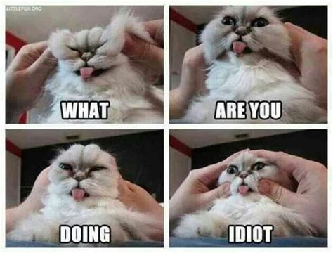 Pin By Charlotte Kilvington On Cats Rule Dogs Drool Funny Cat Faces