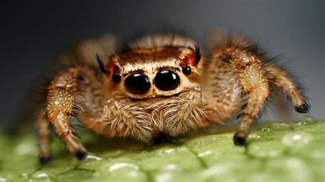 Top 10 Most Dangerous Spiders Around The World Youtube