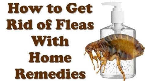 How To Get Rid Of Fleas Fast Cheap And Easy Home Remedies To Get Rid