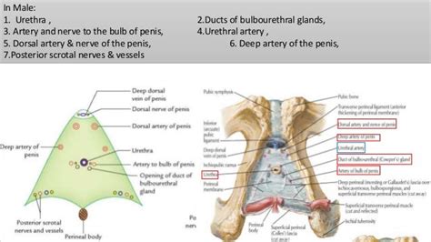 Perineum And External Genitalia