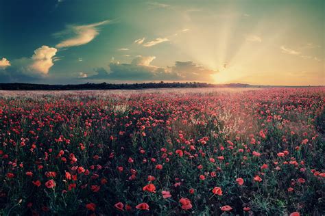 Flowers Field Landscape Nature Sunrise Sunset Wallpaper 3831x2554