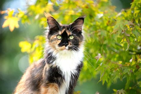 Calico Maine Coon Cat Facts And Pictures Our Sweet Cats